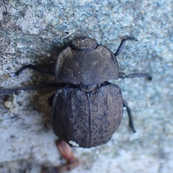 Asida lutosa